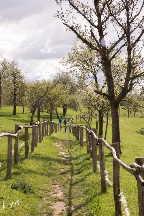 Haspengouw België 2016-3182