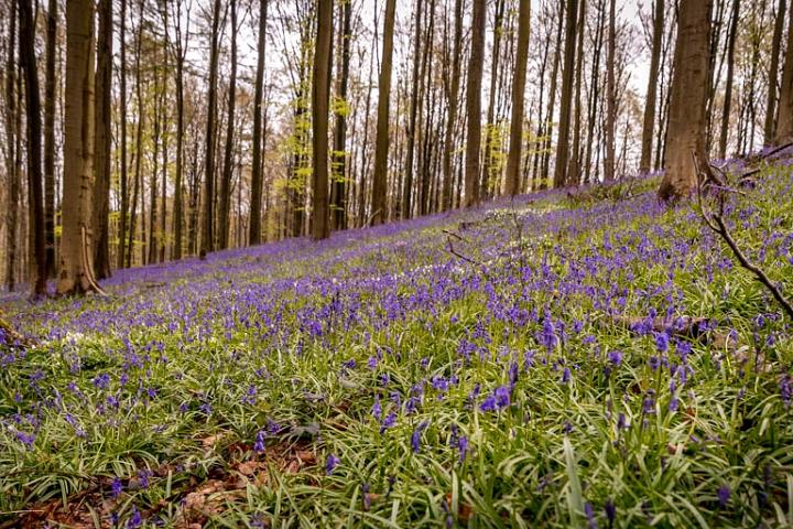 Hallerbos Belgie 2016-98