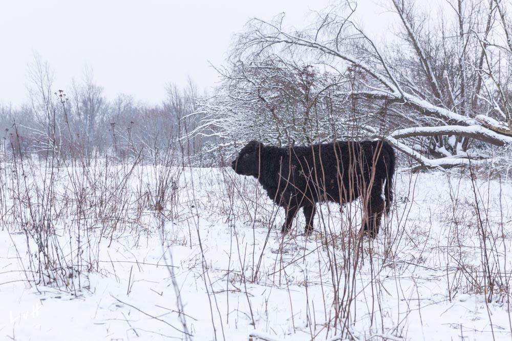 Blauwekamer winter 5