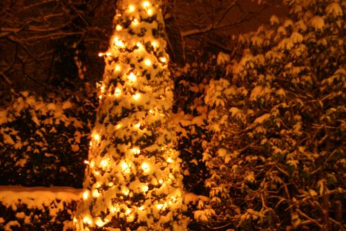 Tuin Kerst 2015