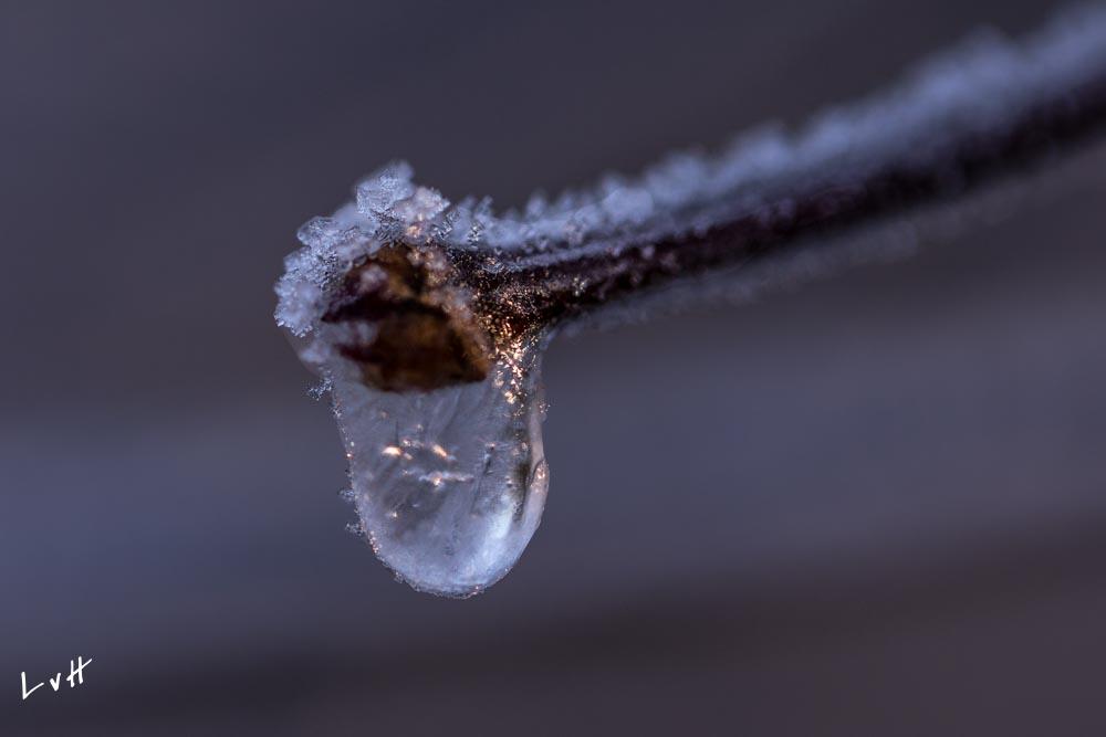 Von Gimborn Arboretun Door 6