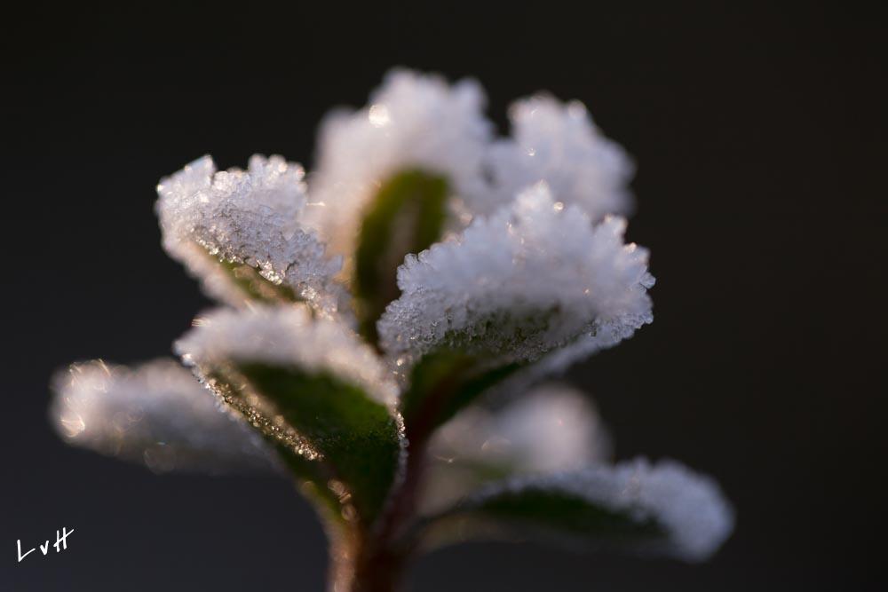 Von Gimborn Arboretun Doorn 12