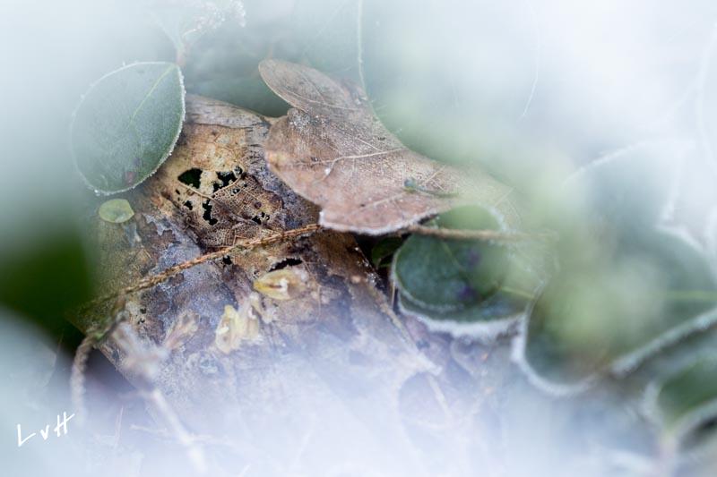 Von Gimborn Arboretun Doorn 15